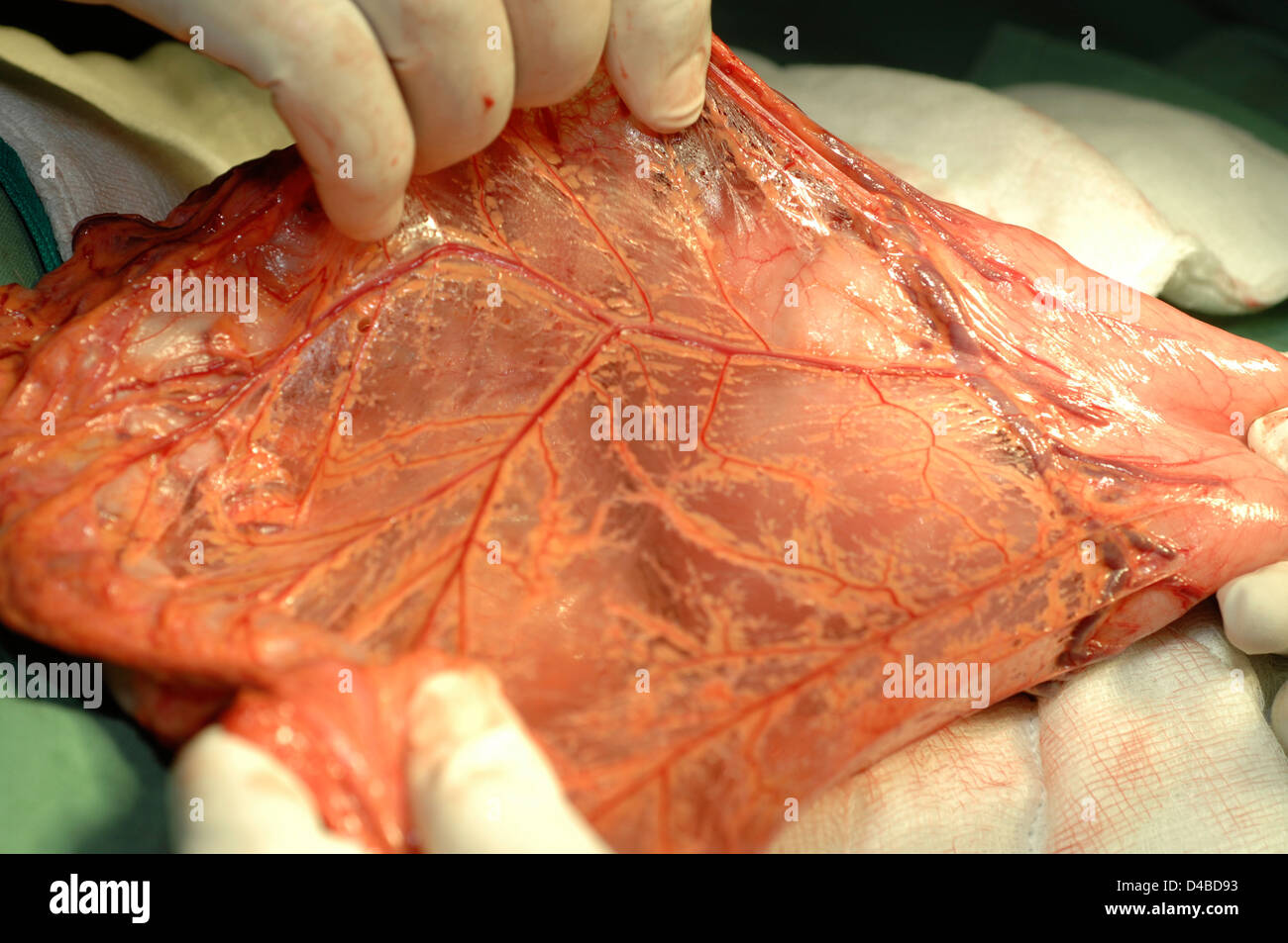Mesenterica è il doppio strato di peritoneo sostegno dei vasi sanguigni. Foto Stock