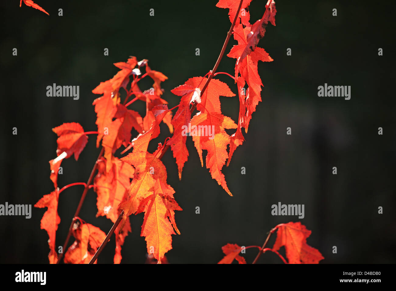 Foglie di autunno, Svizzera Canton Basilea Foto Stock