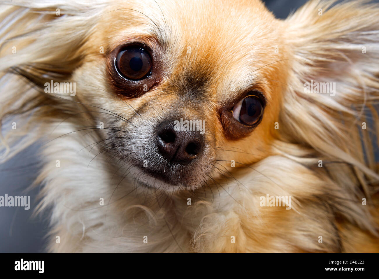 Chihuahua con la testa rivolta alla ricerca di curiosi. Foto Stock