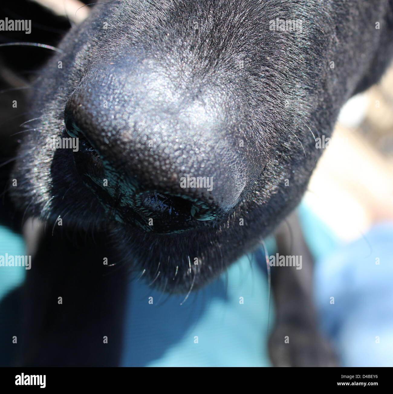 Un cane di naso catturato un contatto ravvicinato e personale Foto Stock