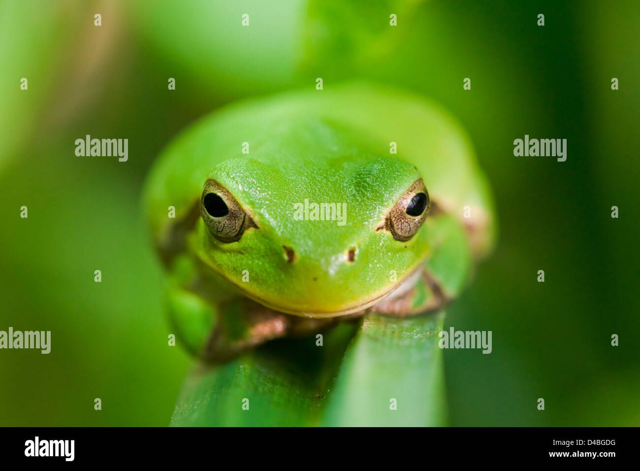 Hyla intermedia,Italian Raganella appoggiata su una foglia verde vista frontale Foto Stock