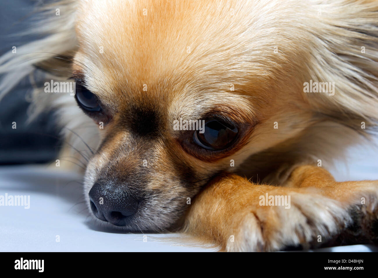 Stanco di cane dai capelli lunghi Chihuahua in appoggio a casa Foto Stock
