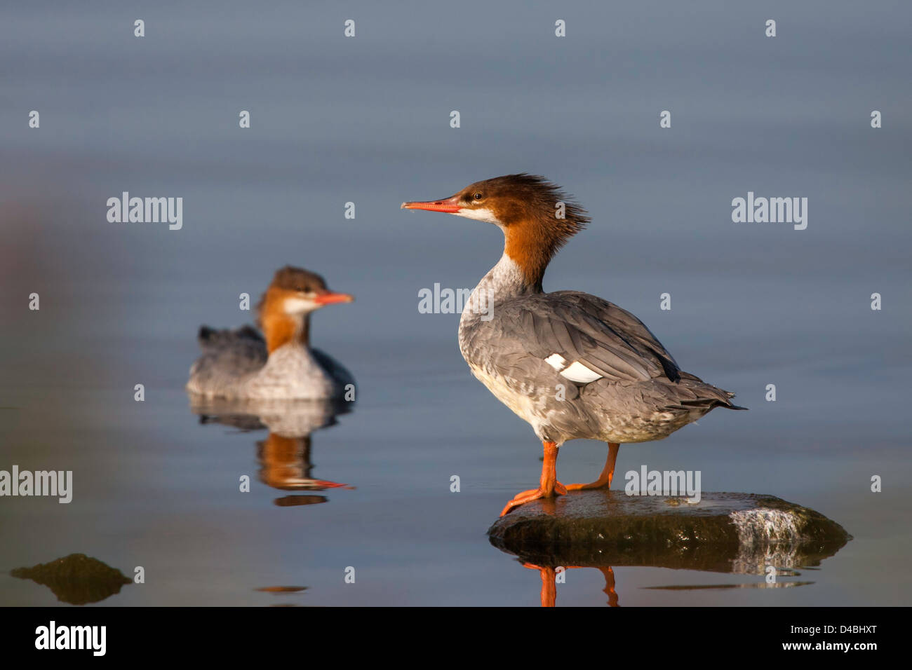 Common Merganser Mergus merganser Duluth, Minnesota, Stati Uniti 26 settembre femmina adulta con immaturo in background. Foto Stock