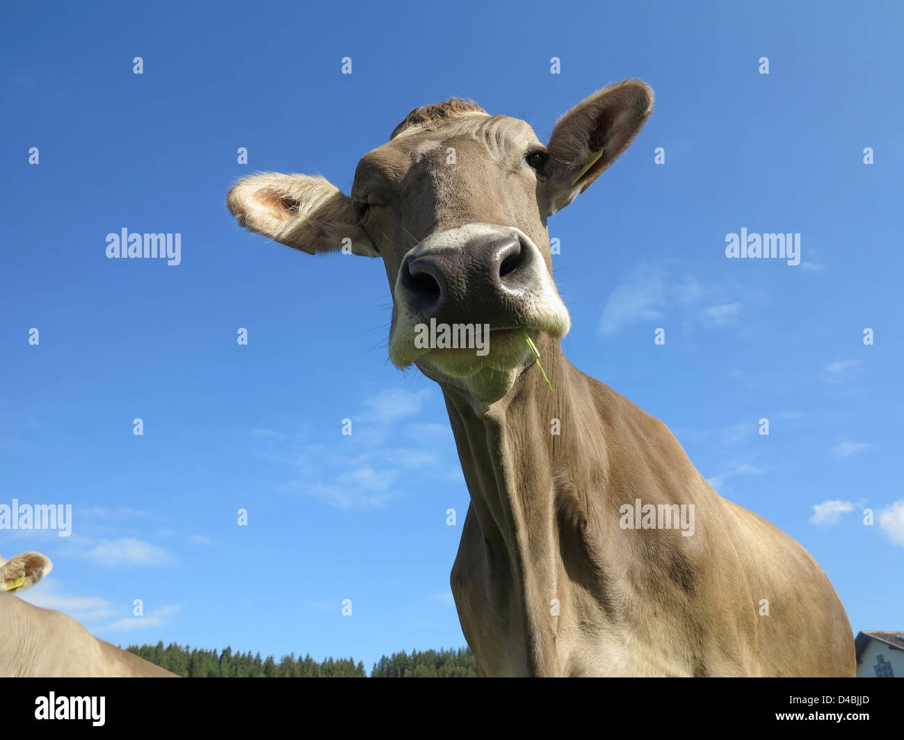 Mucca che guarda la fotocamera e masticare erba Foto Stock