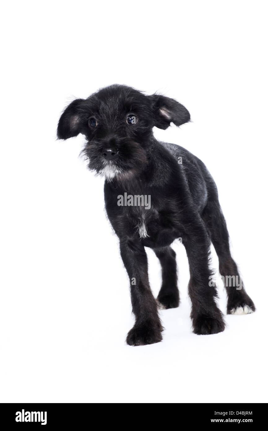 Grazioso cucciolo nero Foto Stock