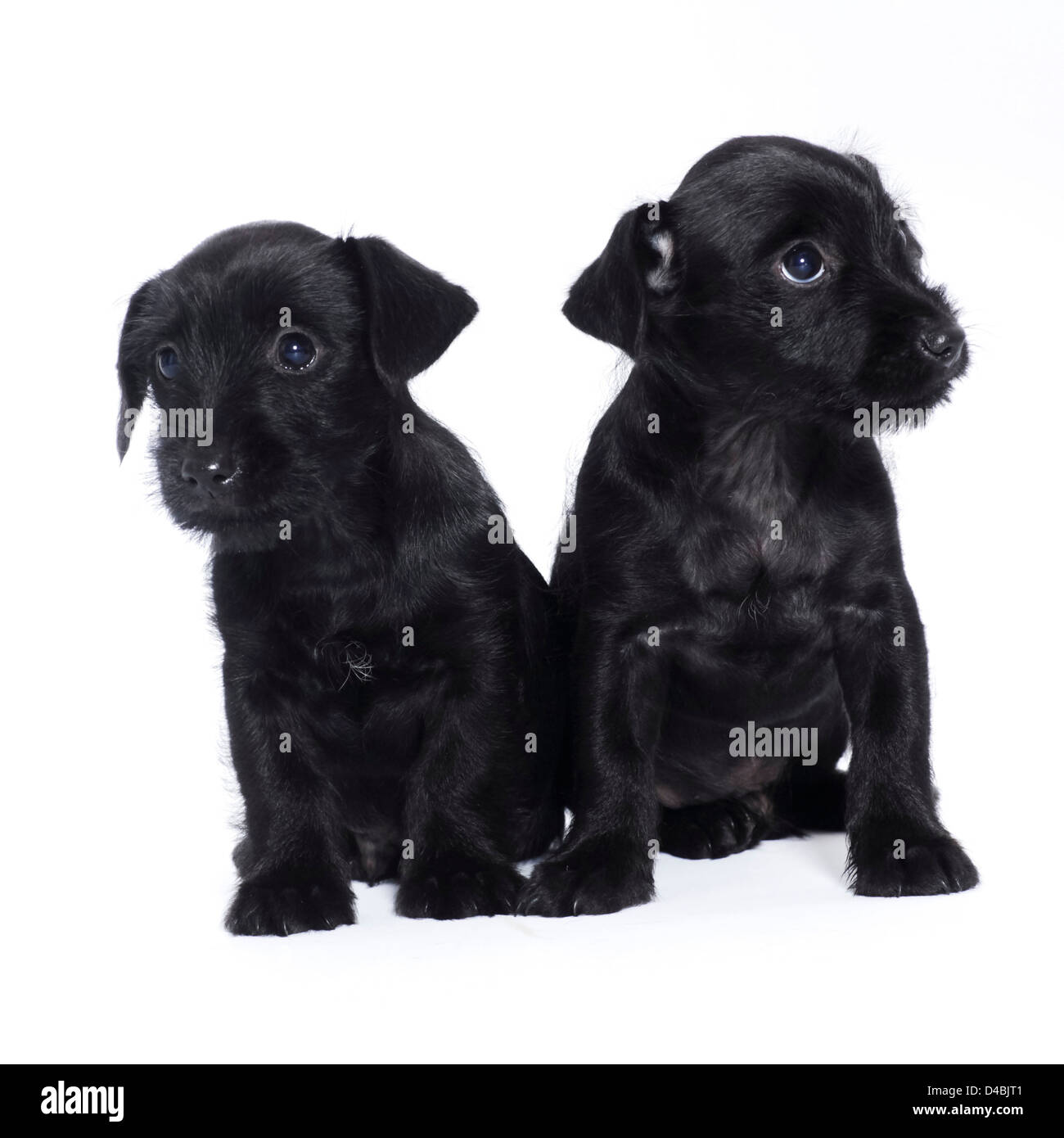 Due piccoli cuccioli, cani Foto Stock