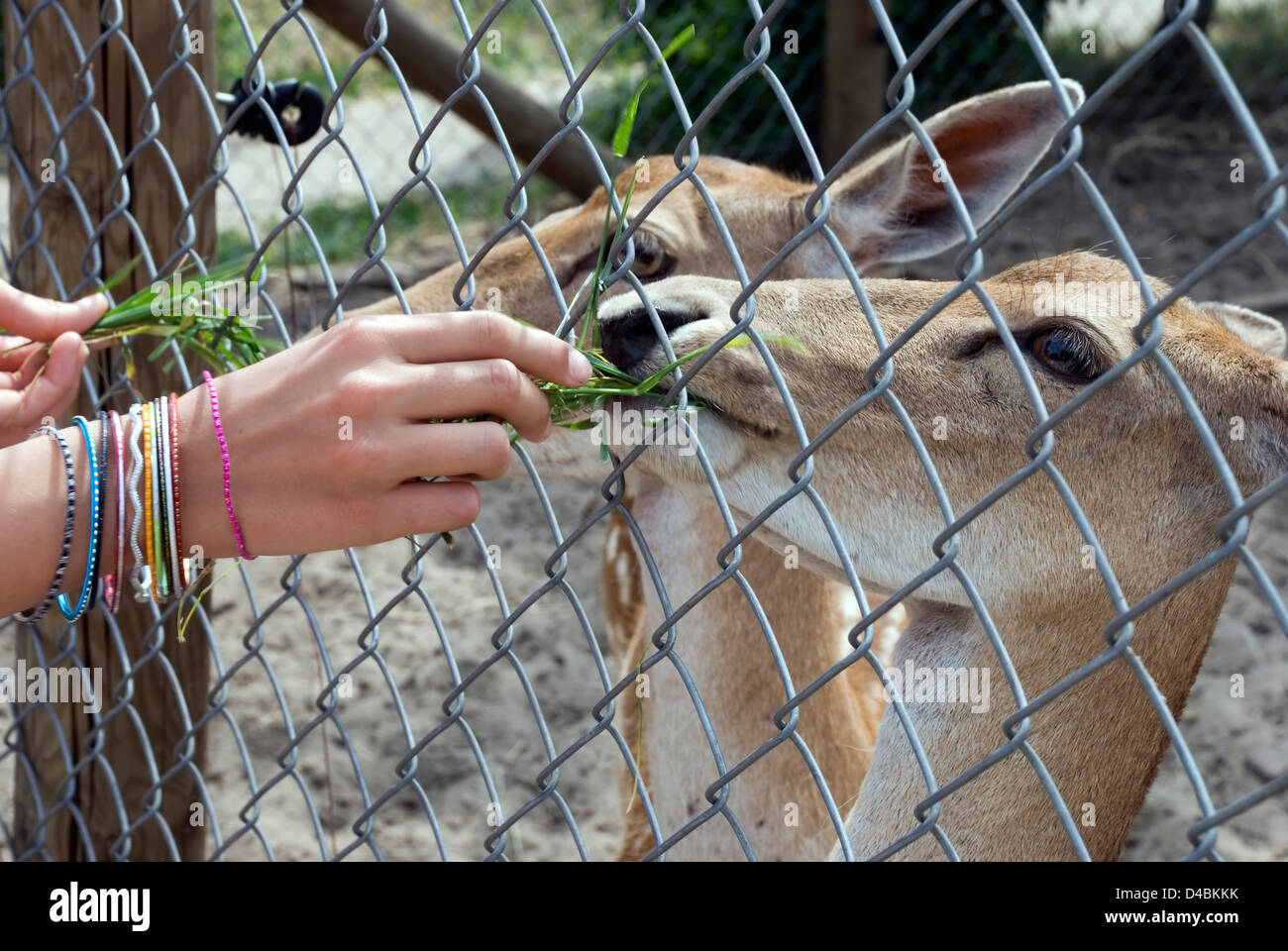 Persone cervi di alimentazione attraverso la catena collegamento recinto allo zoo, close up Foto Stock