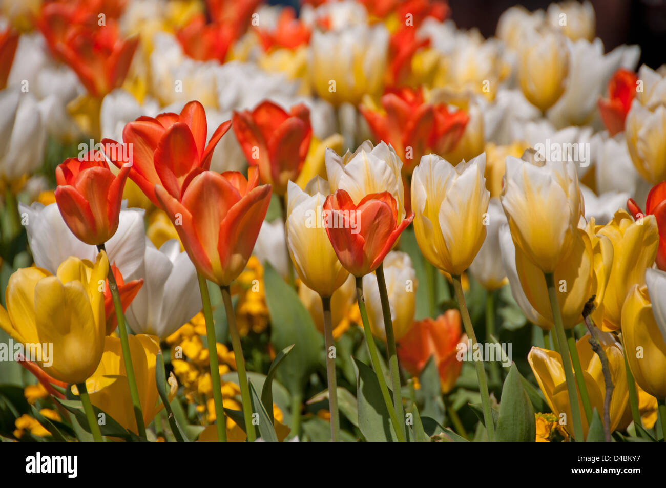 Giallo,arancio e bianco tulipani tulipa crescente nel parco locale. Hove. Regno Unito Foto Stock