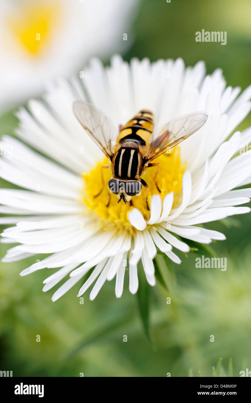 Helophilus trivittatus (European drone fly/hoverfly) su bianco Aster tradescantii fiore Foto Stock