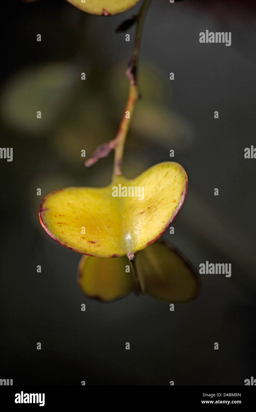 Frutti di Dioscorea oppositifolia angiosperme medicina cinese cinese yam D. Opposita Dioscorea Dioscorea Foto Stock