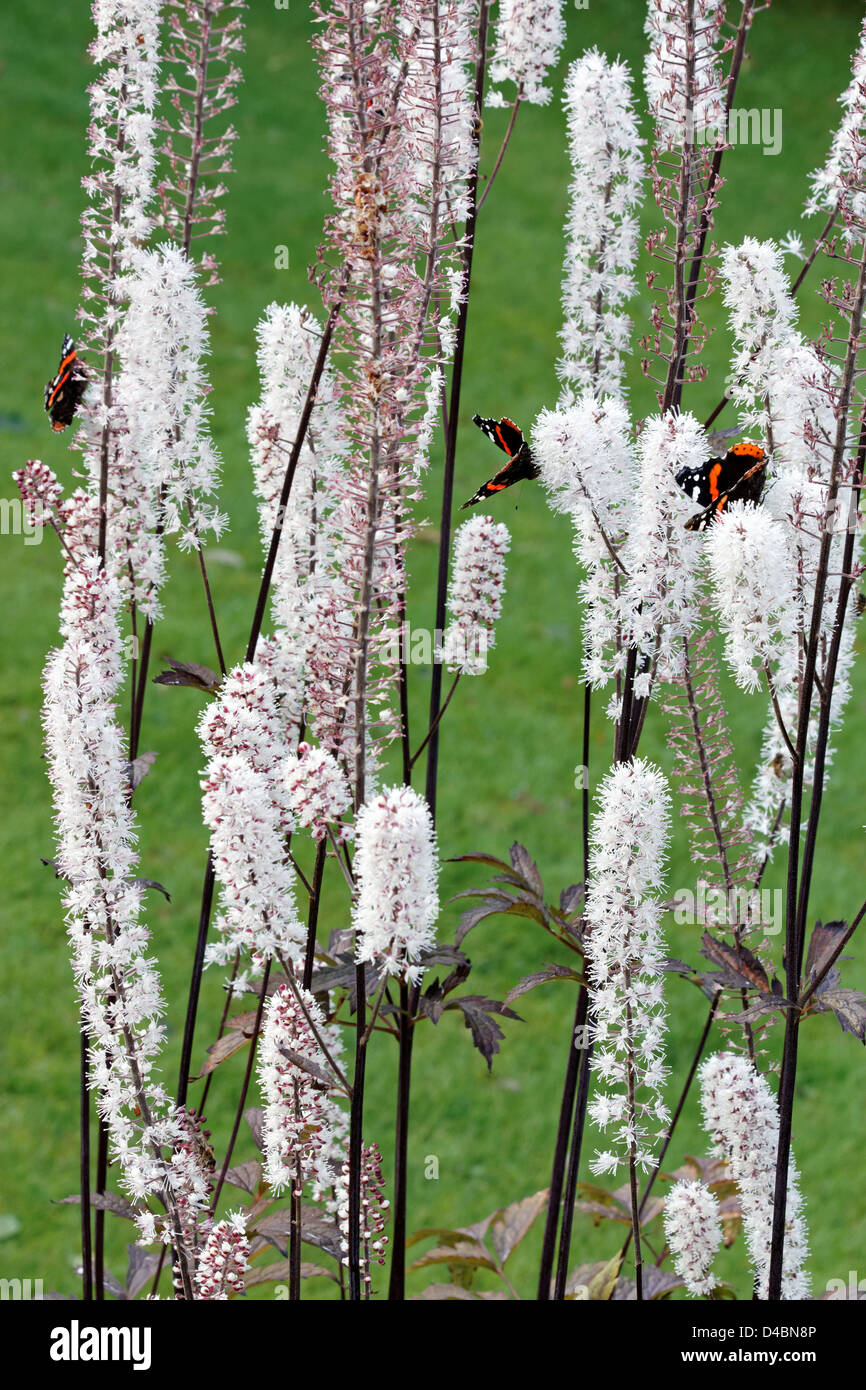 Red Admiral farfalle sui Actaea simplex 'Brunette' piante erbacee perenni impianto Foto Stock