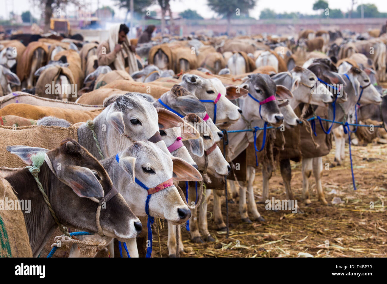 Nagaur fiera del bestiame, Nagaur, Rajasthan, India Foto Stock