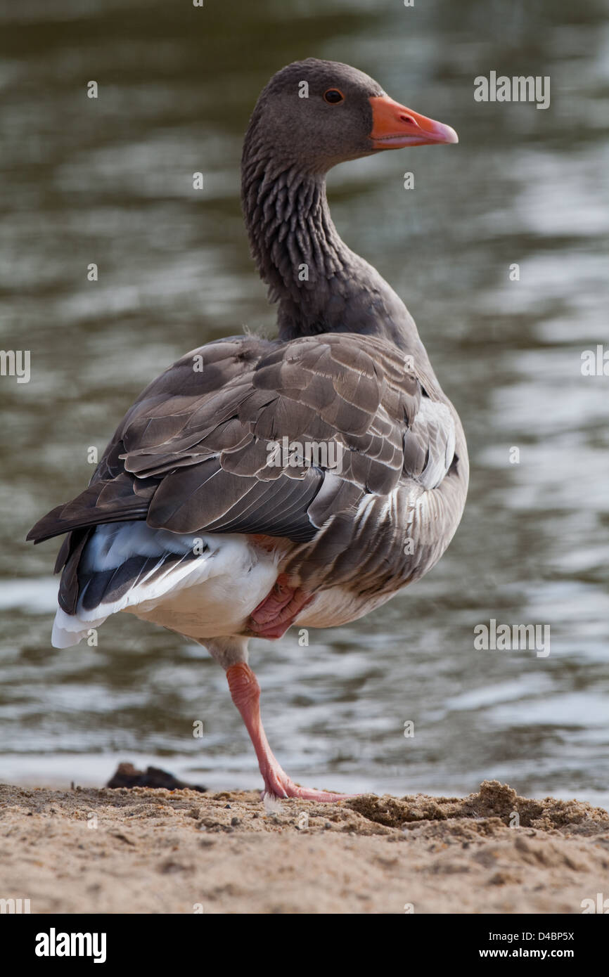 Graylag Goose (Anser anser). In piedi sulla gamba sinistra, appoggiando la destra. Risposta alla domanda "Perché gli uccelli stare su una gamba sola? Foto Stock