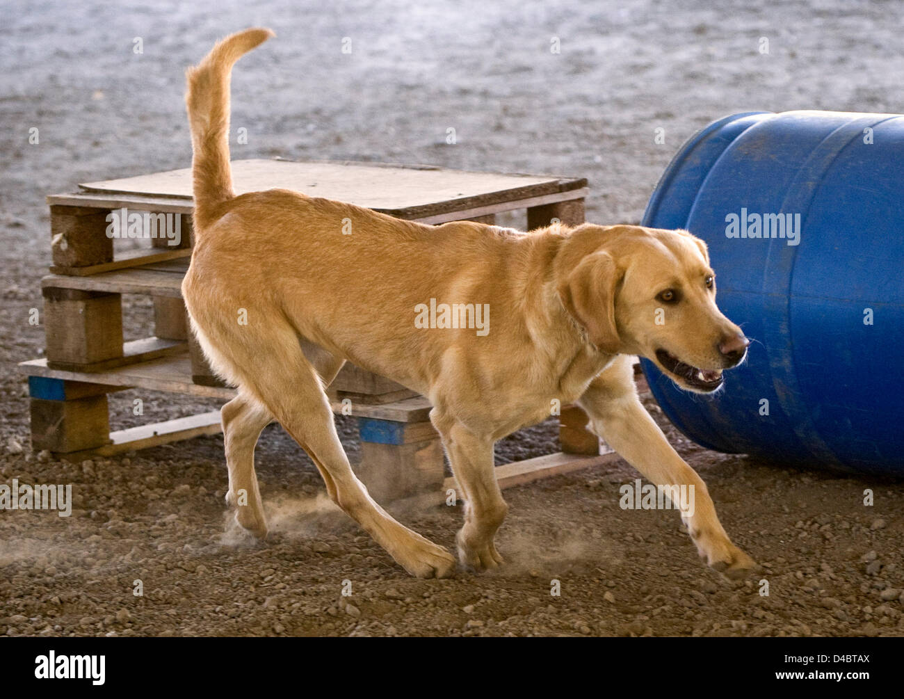 Marzo 01, 2013 - Santa Paula, CA, USA - Un golden labrador named Tanner treni nella canna di un campo di ricerca della Fondazione Dog Training Center. La SDF è un organizzazione non profit e non governativa che rafforza la preparazione alle situazioni di emergenza in noi attraverso la partnership salvato cani con vigile del fuoco ai gestori di trovare persone sepolte vive nel relitto di catastrofi. Le squadre sono forniti senza alcun costo per i vigili del fuoco e altre agenzie di emergenza in tutto il paese. SDF squadre hanno aiutato in decine e decine di disastri, compreso il 9/11 attacco, l'Oklahoma City bombardamenti, il terremoto ad Haiti, uragani Foto Stock