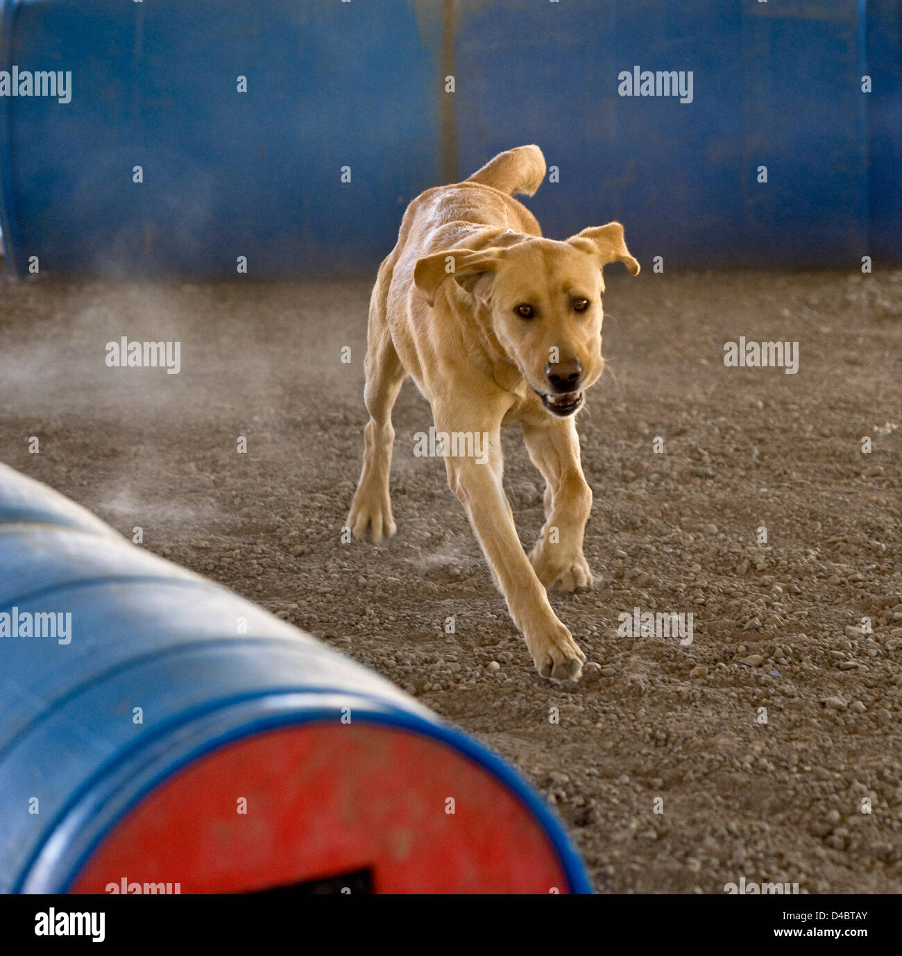 Marzo 01, 2013 - Santa Paula, CA, USA - Un golden labrador named Tanner treni nella canna di un campo di ricerca della Fondazione Dog Training Center. La SDF è un organizzazione non profit e non governativa che rafforza la preparazione alle situazioni di emergenza in noi attraverso la partnership salvato cani con vigile del fuoco ai gestori di trovare persone sepolte vive nel relitto di catastrofi. Le squadre sono forniti senza alcun costo per i vigili del fuoco e altre agenzie di emergenza in tutto il paese. SDF squadre hanno aiutato in decine e decine di disastri, compreso il 9/11 attacco, l'Oklahoma City bombardamenti, il terremoto ad Haiti, uragani Foto Stock