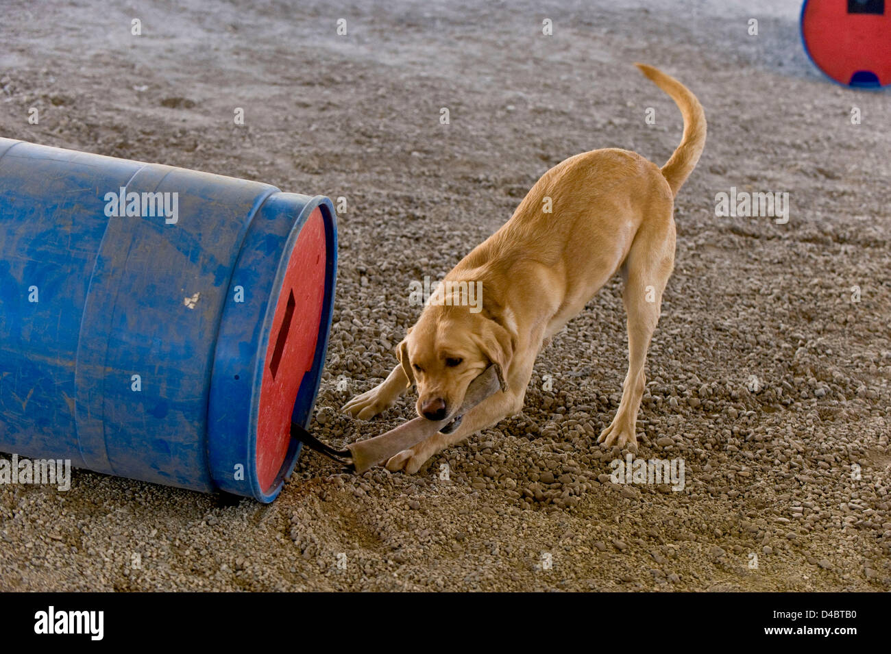 Marzo 01, 2013 - Santa Paula, CA, USA - Un golden labrador named Tanner è ricompensato con un giocattolo e un gioco di un Tug-of-War dopo la corretta identificazione della canna che contiene la persona nasconde al suo interno durante il corso di formazione nel campo della camera alla ricerca Fondazione Dog Training Center. La SDF è un organizzazione non profit e non governativa che rafforza la preparazione alle situazioni di emergenza in noi attraverso la partnership salvato cani con vigile del fuoco ai gestori di trovare persone sepolte vive nel relitto di catastrofi. Le squadre sono forniti senza alcun costo per i vigili del fuoco e altre agenzie di emergenza in tutto il conteggio Foto Stock