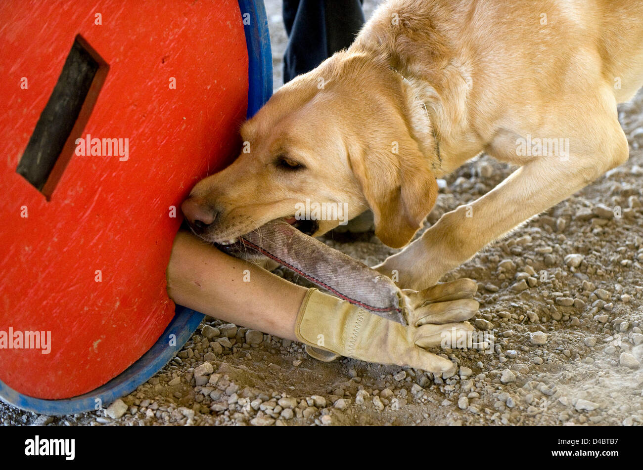 Marzo 01, 2013 - Santa Paula, CA, US - Formatore Lyz Gregorio braccio sporge da una canna come Golden Labrador named Tanner chomps giù sul suo premio, un Tug-of-War tirare giocattolo, che egli riceve per identificare correttamente l'uomo-canna occupata durante il corso di formazione nel campo della camera alla ricerca Fondazione Dog Training Center. La SDF è un organizzazione non profit e non governativa che rafforza la preparazione alle situazioni di emergenza in noi attraverso la partnership salvato cani con vigile del fuoco ai gestori di trovare persone sepolte vive nel relitto di catastrofi. Le squadre sono forniti senza alcun costo per il fire partono Foto Stock