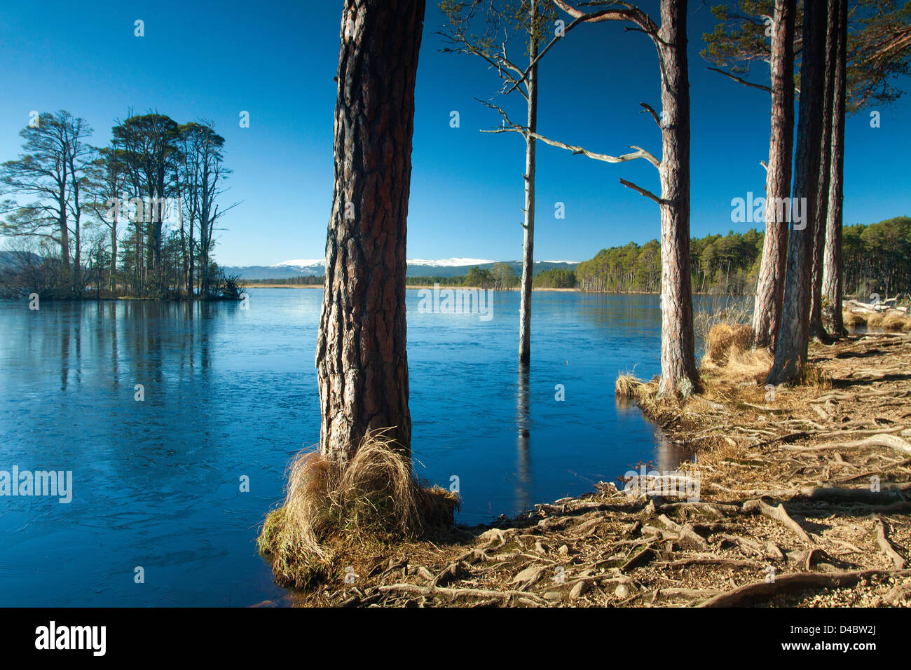 Loch Mallachie, Abernethy Riserva Naturale, Cairngorm National Park, Highland Foto Stock