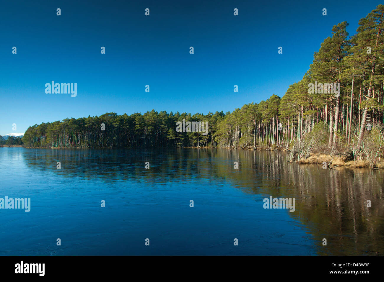 Loch Mallachie, Abernethy Riserva Naturale, Cairngorm National Park, Highland Foto Stock