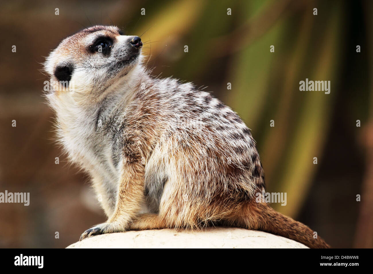 Un meerkat, seduto su una roccia, guarda dietro Foto Stock