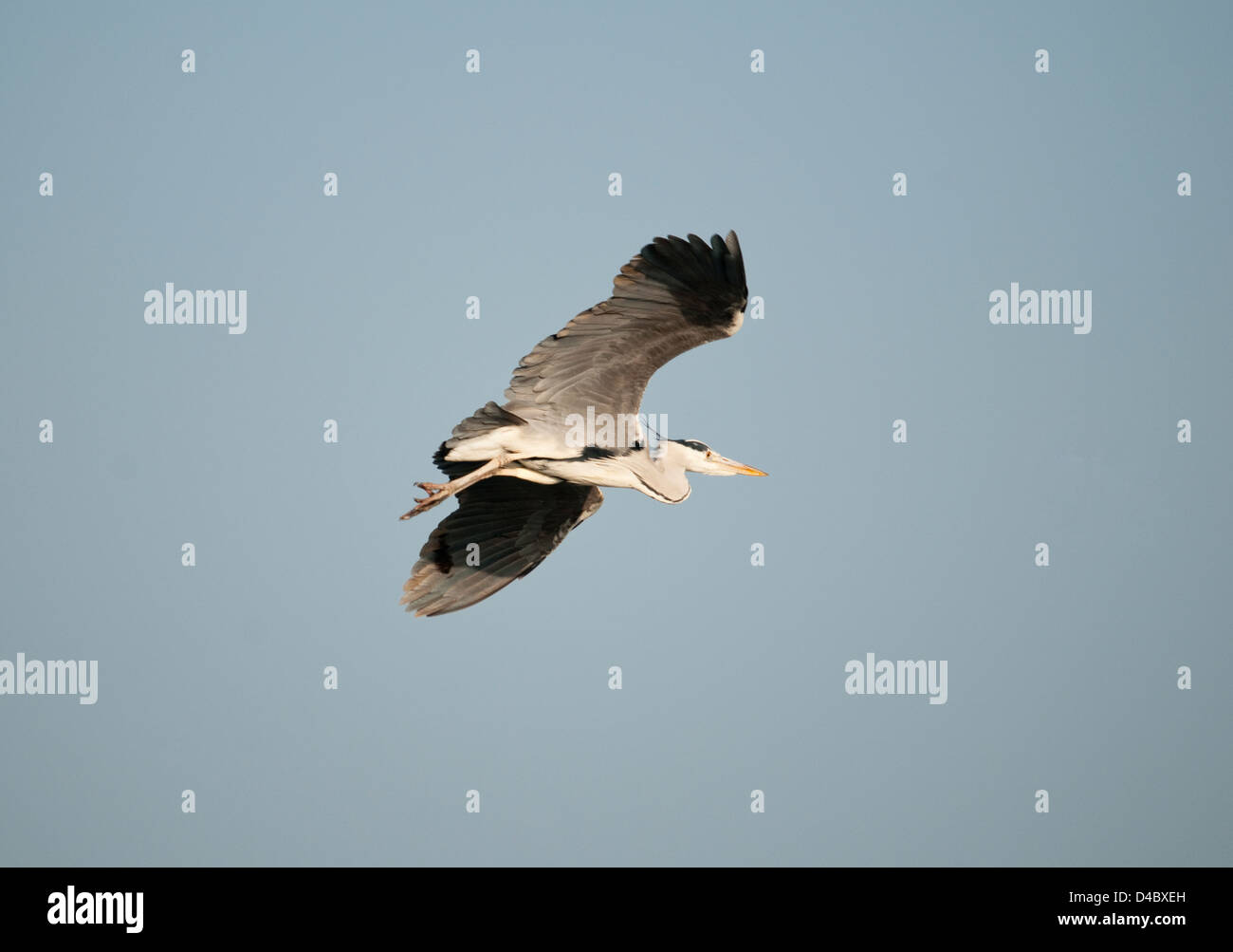 Heron metà del volo Foto Stock