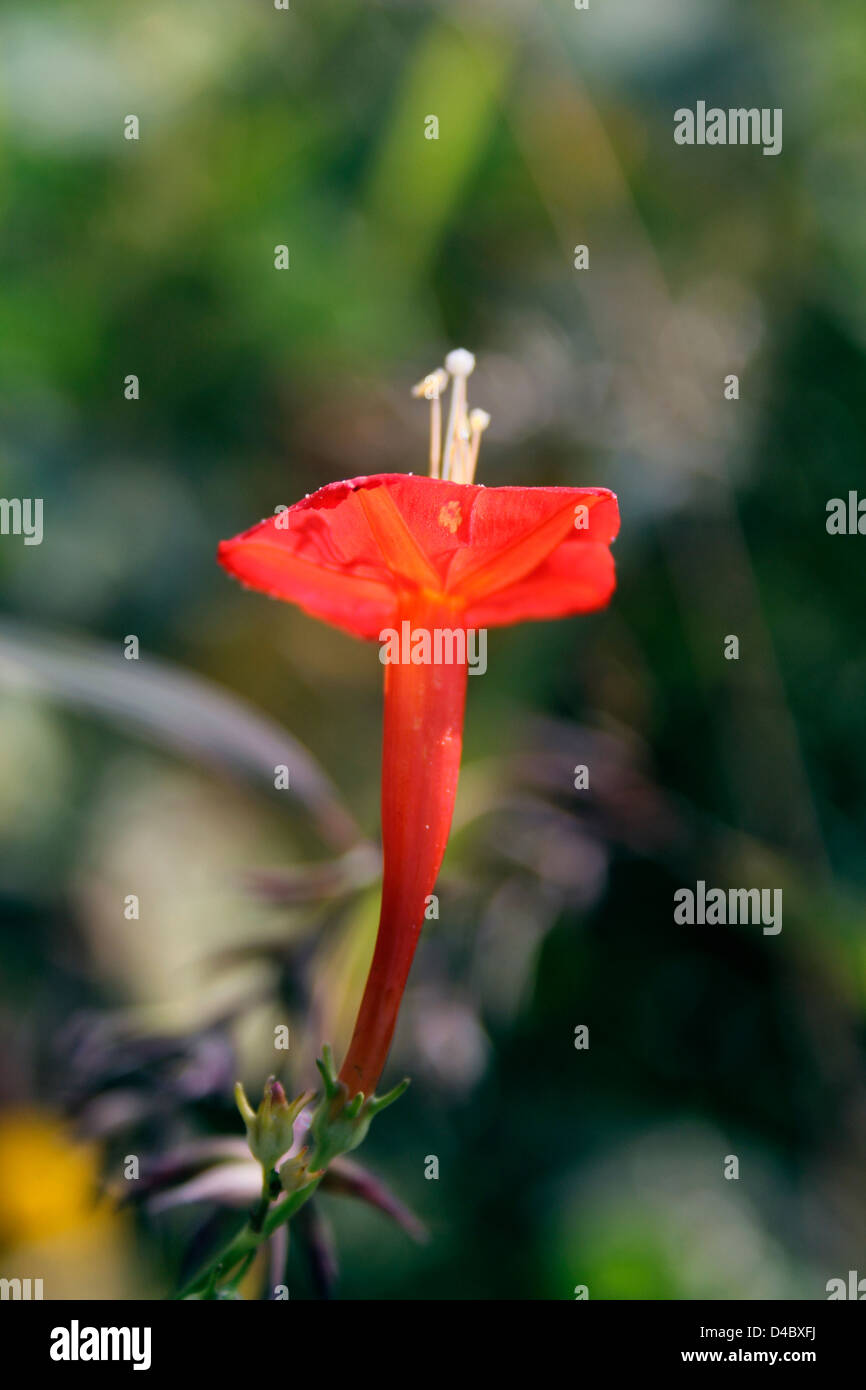 Ipomoea hederifolia, Scarlet superriduttore, il Cardinale un fiore rosso, Ipomoea Foto Stock