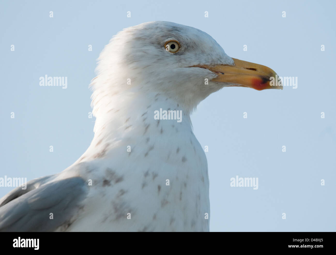 Aringa Gabbiano Testa e becco Foto Stock