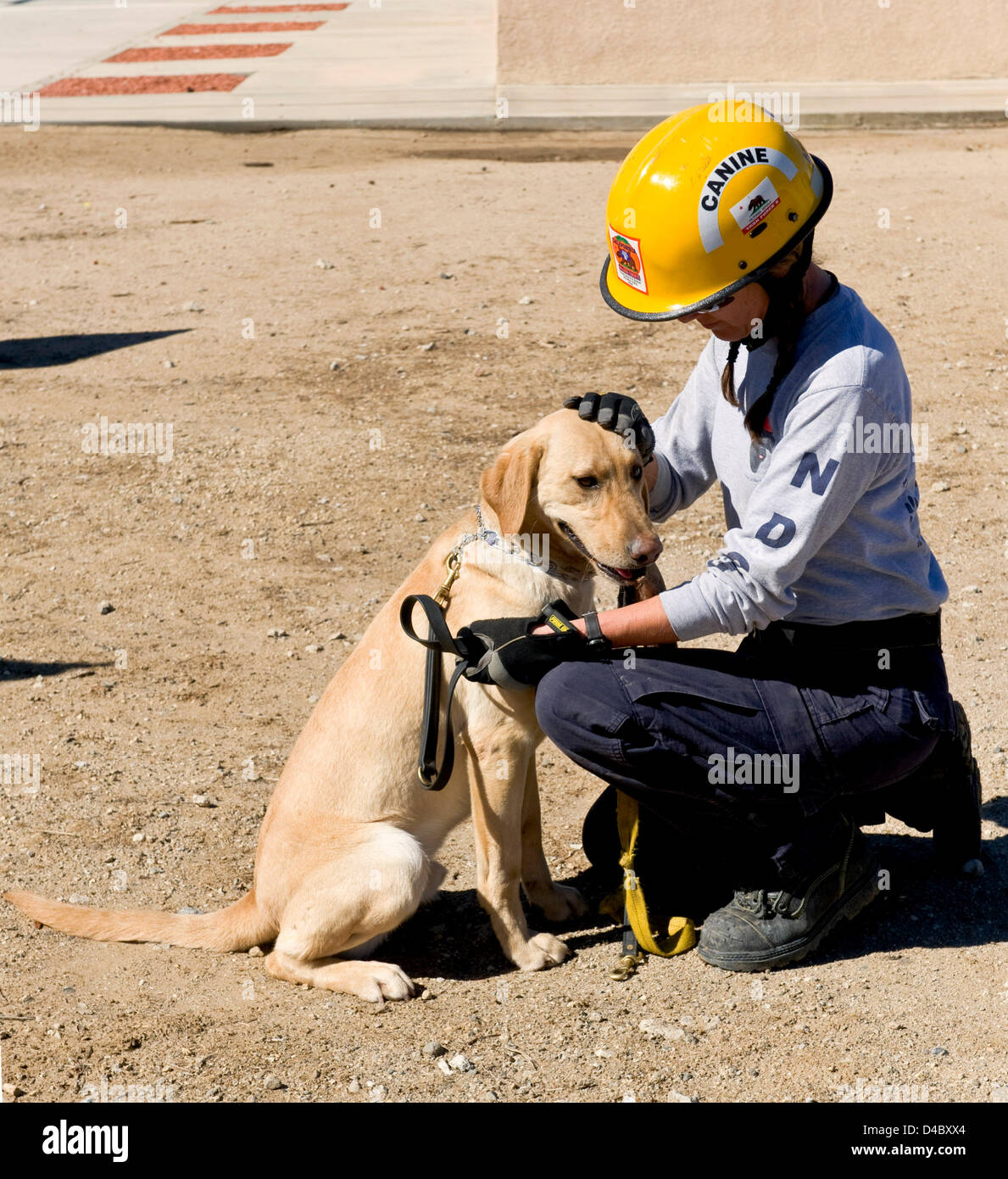 Marzo 11, 2013 - Castaic, CA, USA - il cane di ricerca della Fondazione trainer di piombo, Sonja patrimonio, comfort un laboratorio gialla denominata pinza dopo che il cane ha avuto difficoltà a trovare il ''a caldo'' barrel - quella contenente un essere umano - durante una sessione di formazione in cui il candidato cerca cani per un ''vittima'' nascosto in un cumulo di macerie a Del Valle Centro di Formazione Regionale. La SDF è un organizzazione non profit e non governativa che rafforza la preparazione alle situazioni di emergenza in noi attraverso la partnership salvato cani con vigile del fuoco ai gestori di trovare persone sepolte vive nel relitto di catastrofi. Le squadre sono previsti in corrispondenza di Foto Stock