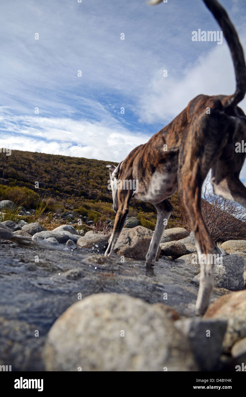 Levriero spagnolo in un fiume di montagna della Sierra de Gredos, Avila, Spagna Foto Stock