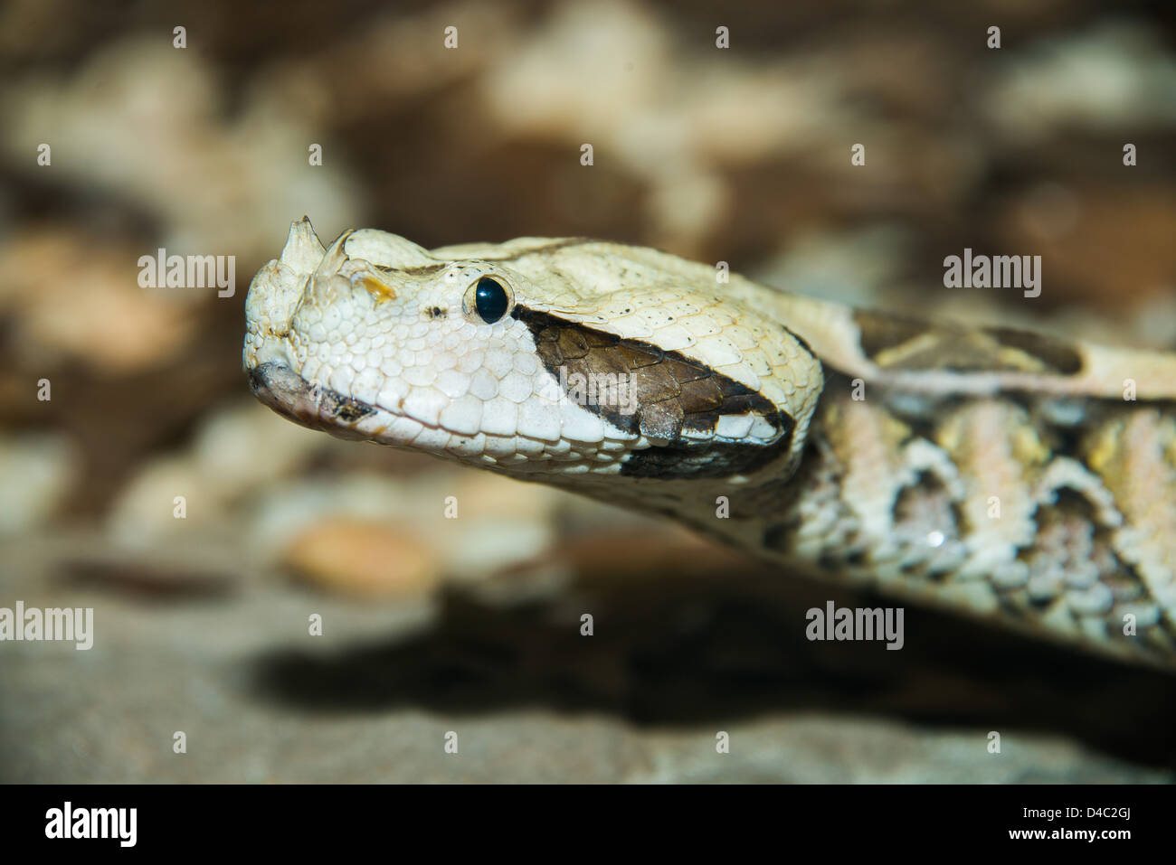 Si tratta di una immagine di un Gaboon Viper (Bitis gabonica) Foto Stock