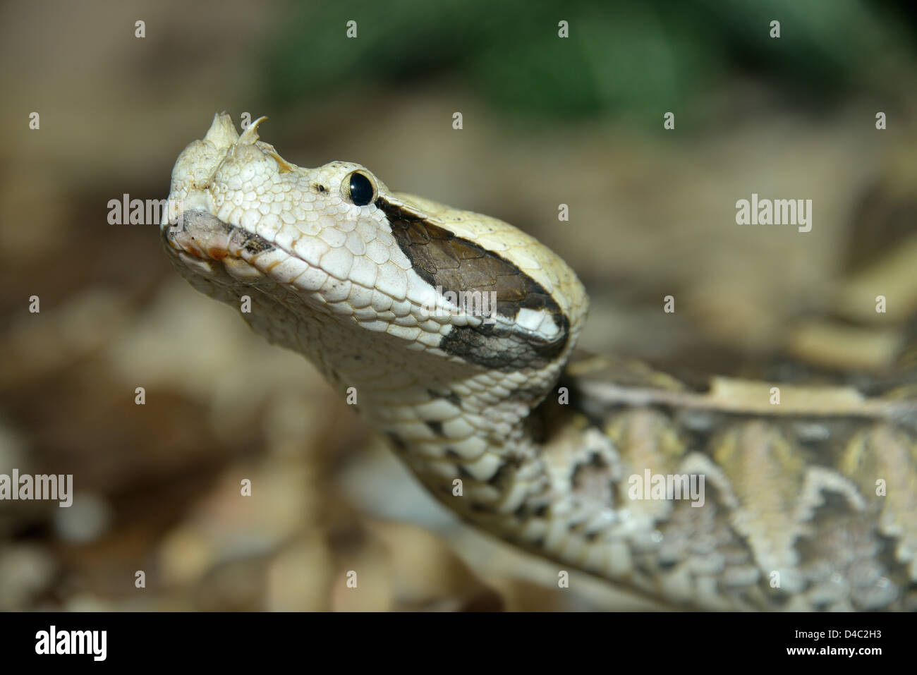 Si tratta di una immagine di un Gaboon Viper (Bitis gabonica) Foto Stock