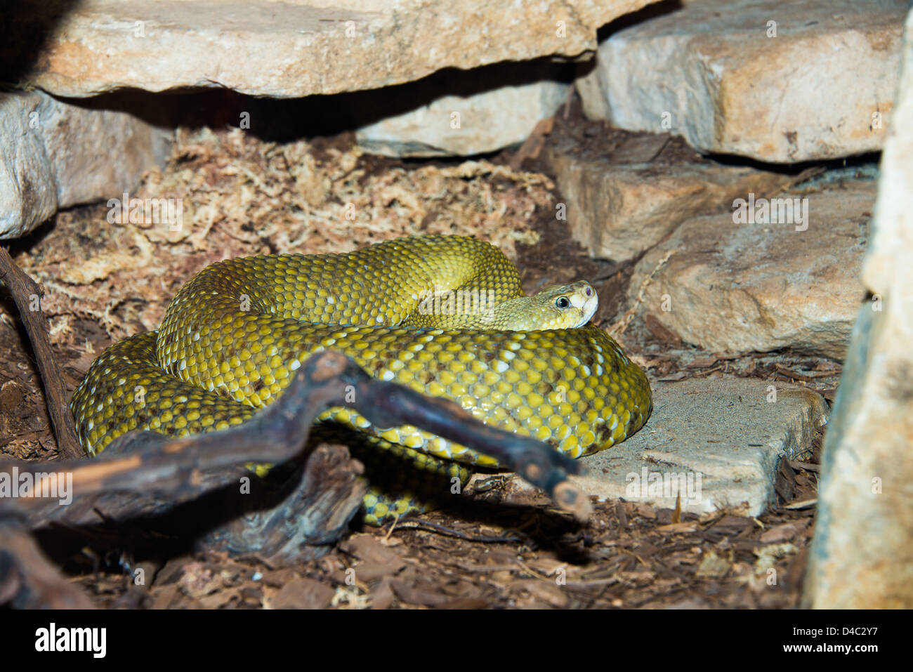 Si tratta di un immagine di un serpente Foto Stock