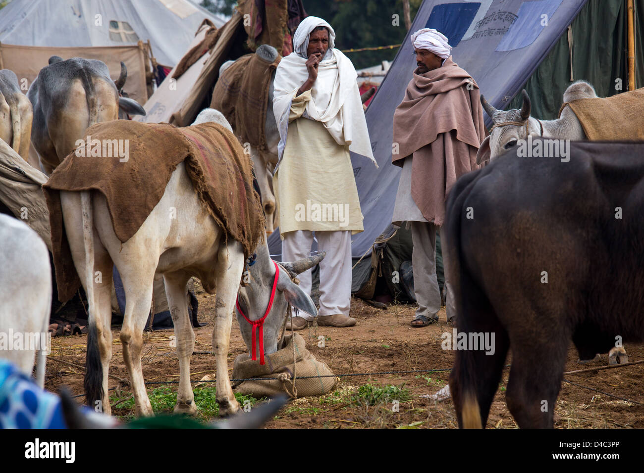 Nagaur fiera del bestiame, Nagaur, Rajasthan, India Foto Stock