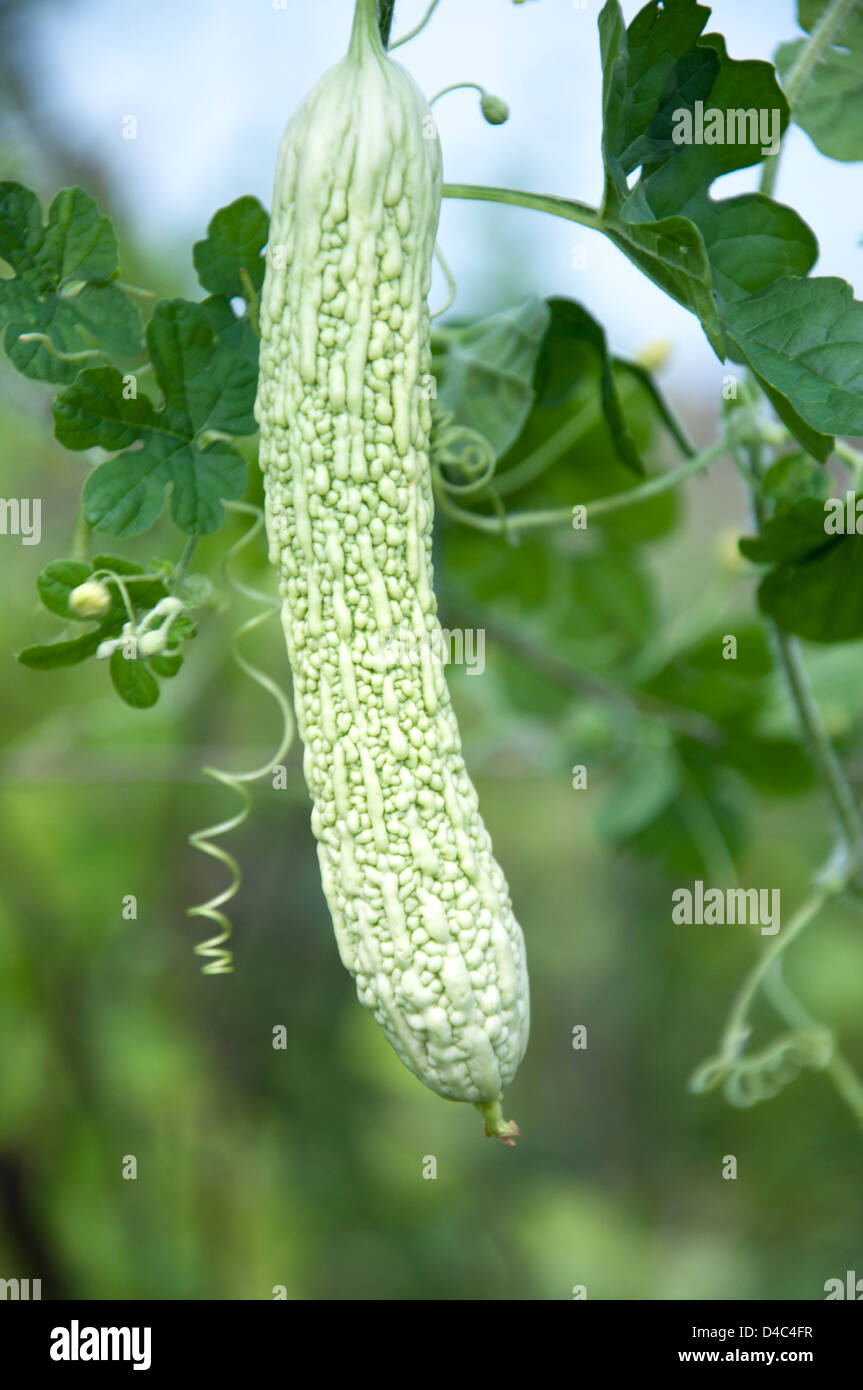 Zucca amara Foto Stock