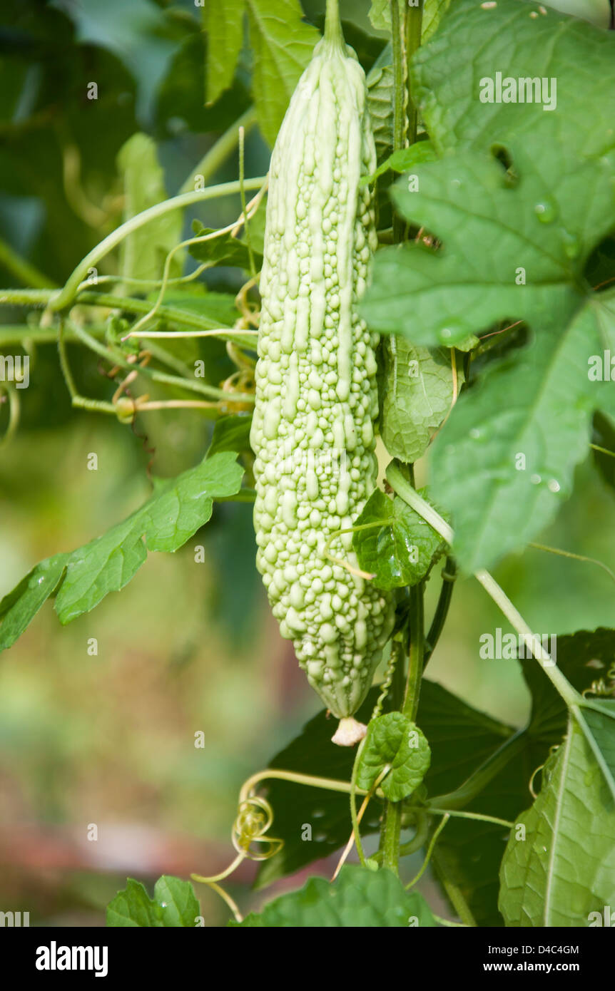 Zucca amara Foto Stock