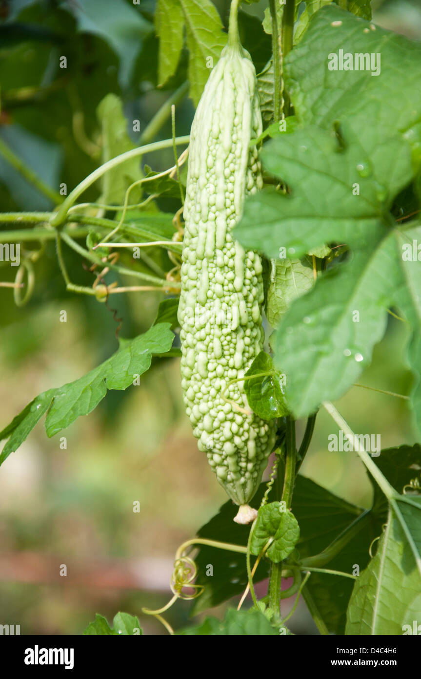 Zucca amara Foto Stock