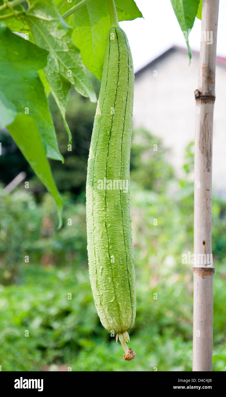 Luffa Foto Stock