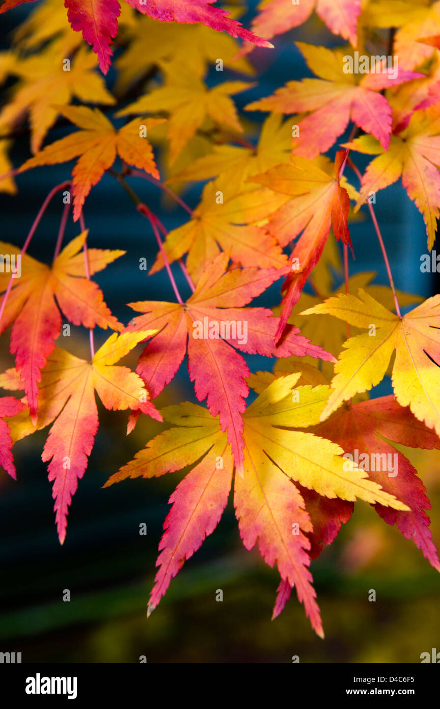 Composizione Artistica di giallo-arancio acero giapponese foglie fogliame di autunno. Foto Stock