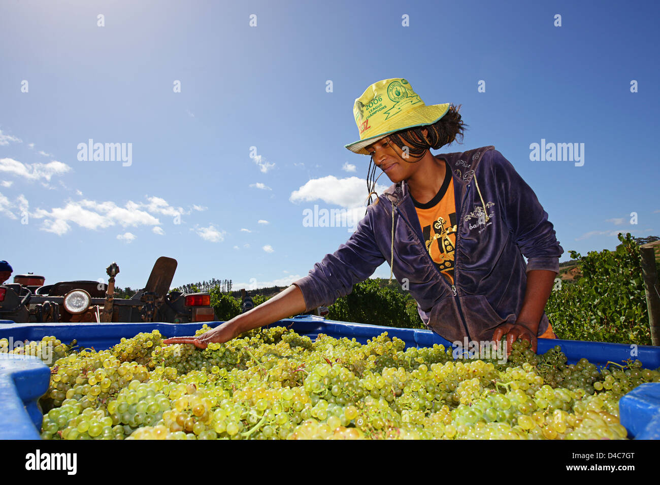 Una donna africana al tempo del raccolto il controllo della qualità delle uve bianche prelevati per trasformare in vino. Foto Stock