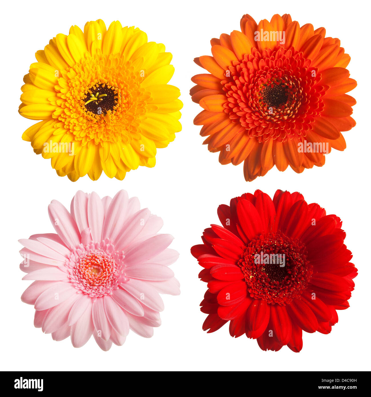 Belle le gerbere Foto Stock