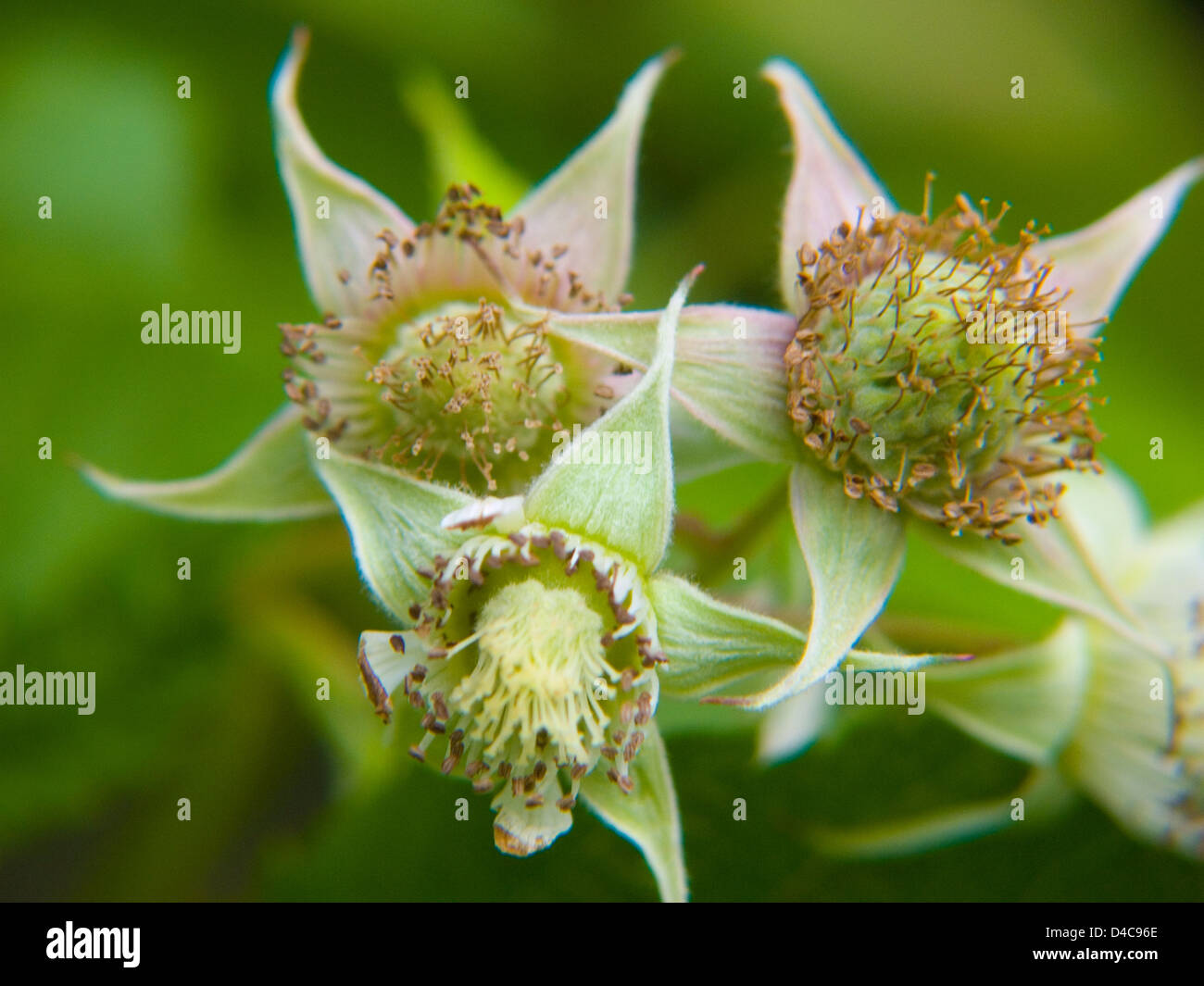 Fleurs de framboise,Rubus idaeus Foto Stock