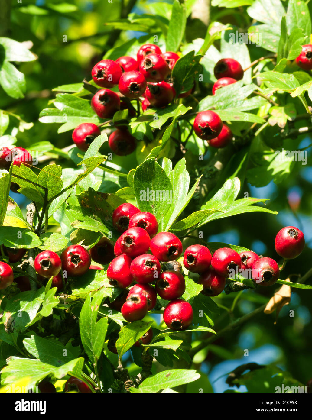 Coppia bel rosso biancospino bacche Foto Stock