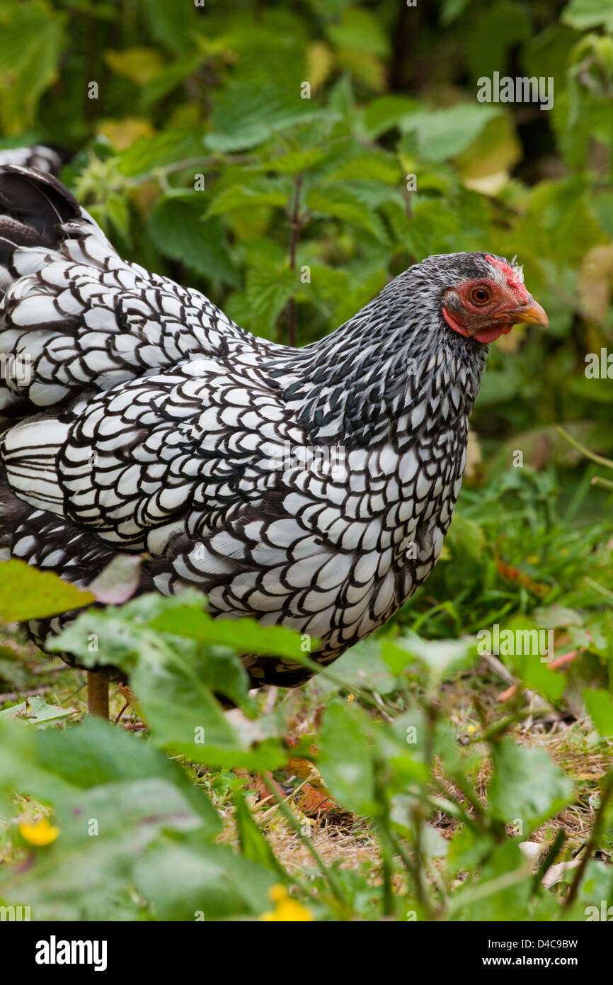 Argento-legare Wyandotte Hen (Gallus gallus). Addomesticazione razza di faraone. Libera compresa nel coperchio del sottobosco. Foto Stock