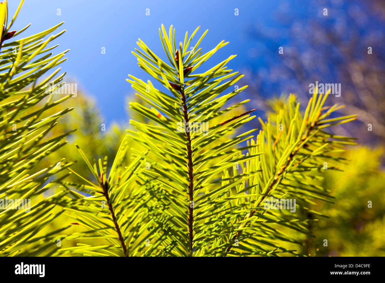 La nuova crescita su un pino tre in primavera, Ambleside, Regno Unito Foto Stock