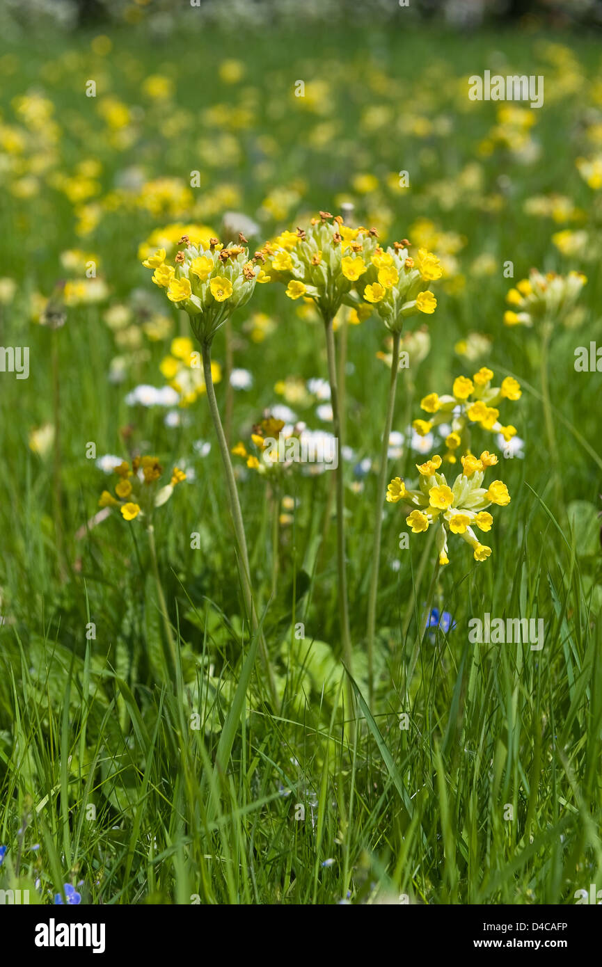 Primula veris cowslip impianto colonizzando chalk praterie, un membro della famiglia di primula Foto Stock