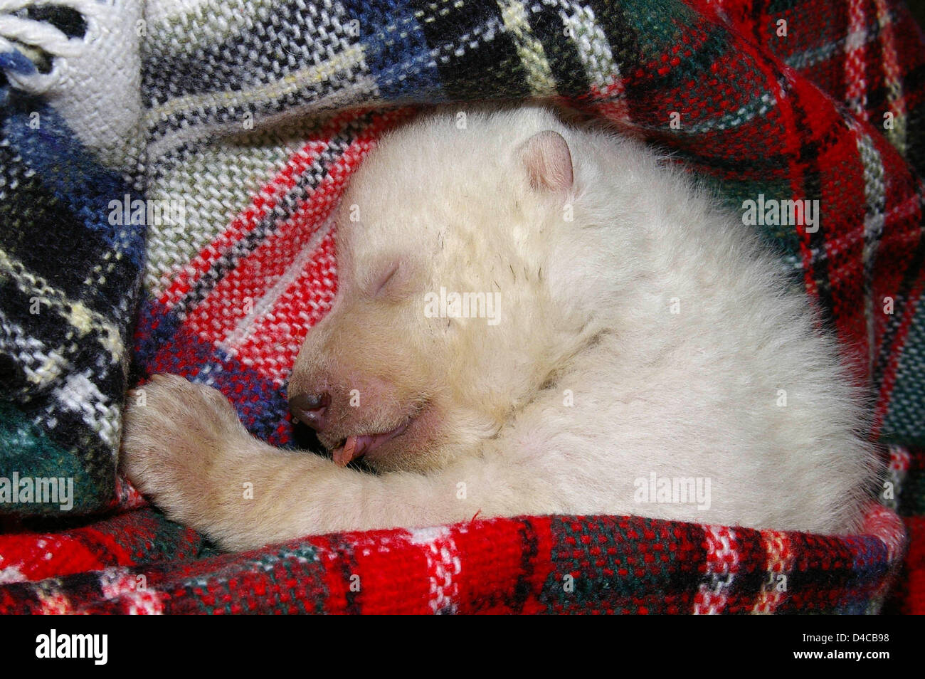 La dispensa non datata immagine mostra un orso polare baby allo zoo di  Norimberga, Germania. Per la propria sicurezza, il bambino è stato separato  dalla sua madre vera e bottiglia-alimentato. Foto: Stadt
