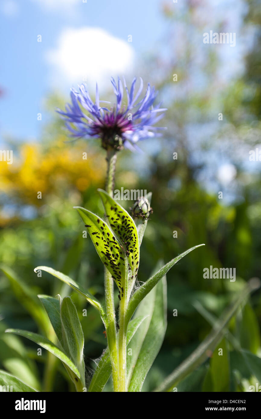 Afidi nero aspirare sap da piante, pest Hemiptera su foglie di fiordaliso e stelo contro blu cielo sereno Foto Stock