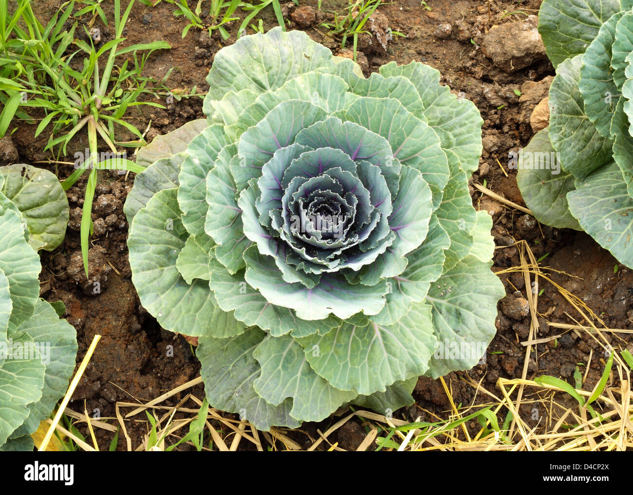 Cavolo cinese ortaggio sul terreno in giardino Foto Stock