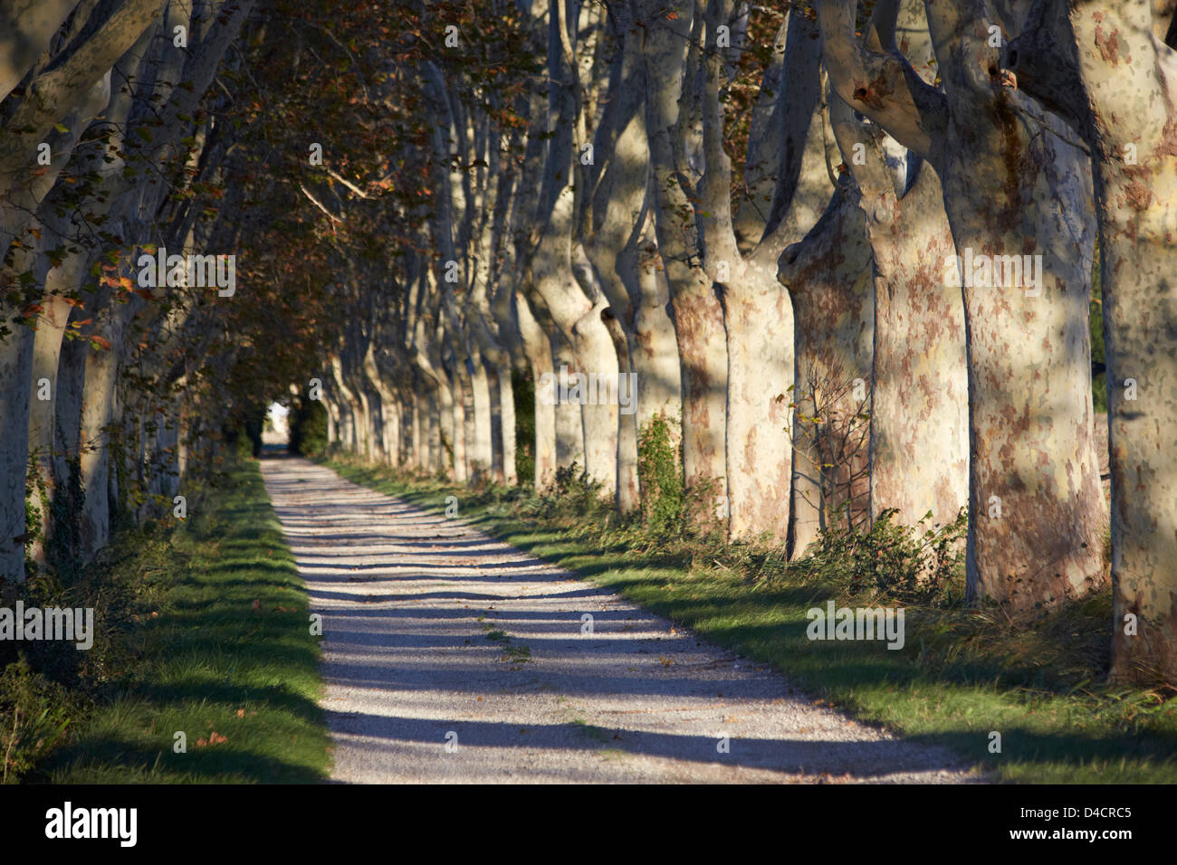 Albero piano avenue in autunno, Saint-Rémy-de-Provence, Francia Foto Stock