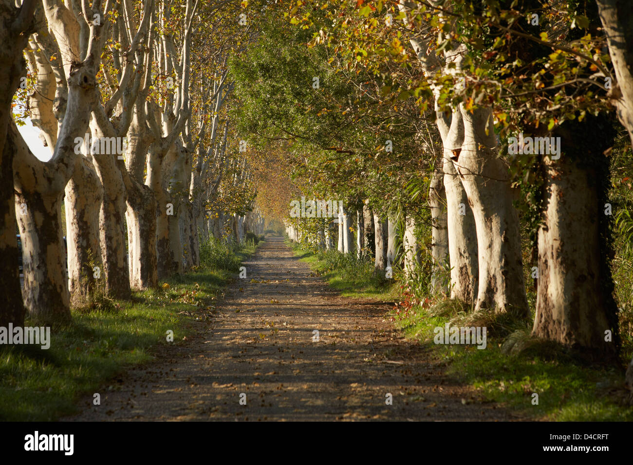 Albero piano avenue in autunno, Saint-Rémy-de-Provence, Francia Foto Stock